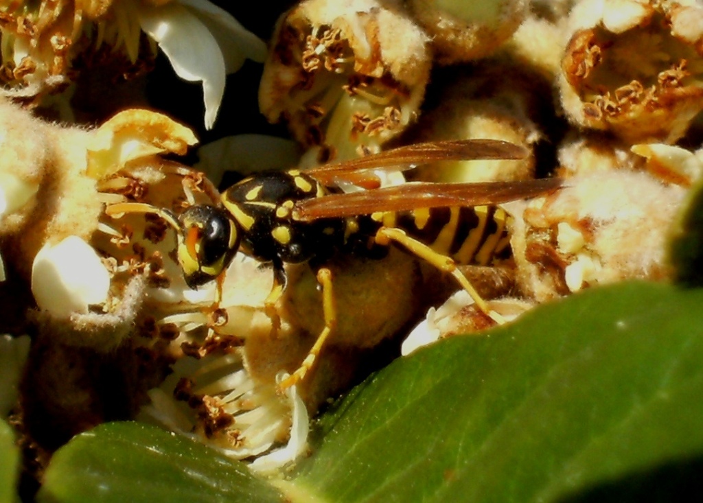 Impollinatori natalizi (Imenotteri e ditteri)
